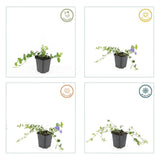 20x Vinca minor 'Ralph Shugert' - ↕10-25cm - Ø9cm