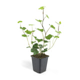 24x Hedera Hibernica - ↕10-25cm - Ø9cm