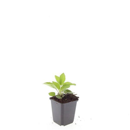 48x Zonnehoed / Rudbeckia fulgida 'Goldsturm' – ↕10cm – ⌀9 cm