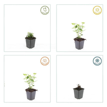 24x Agastache 'Blue Fortune' - ↕10-25cm - Ø9cm
