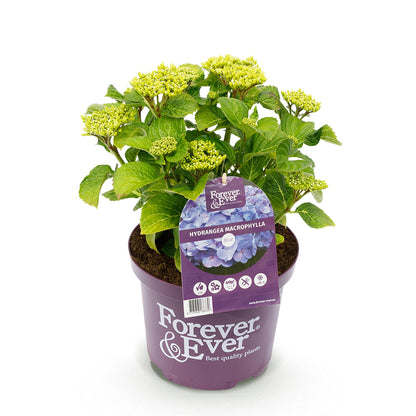 Hortensia - Hydrangea Forever & Ever - Blauw - 7-12 Bloemen - Pot 23cm Hoogte 55cm