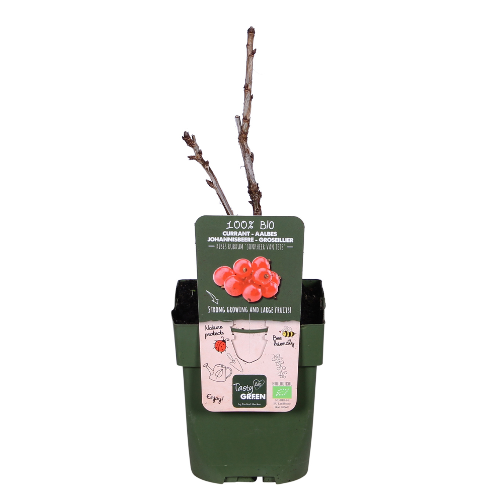 Ribes rubrum 'Jonkheer van Tets' - Groseille à maquereau - ↕45cm - Ø13cm