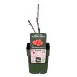 Ribes rubrum 'Jonkheer van Tets' - Groseille à maquereau - ↕45cm - Ø13cm