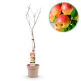 Appelboom - Malus domestica Jonagold - Geel groene Appel - Pot 21cm Hoogte 90cm