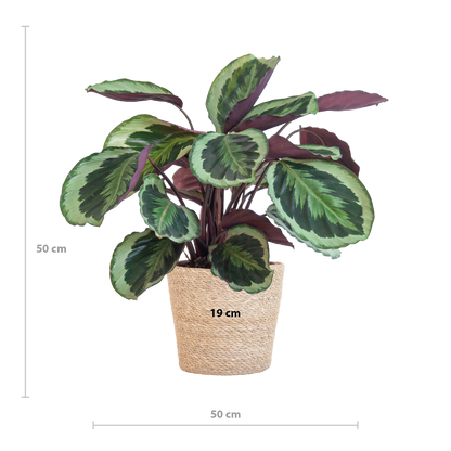 Calathea Medaillon met Sofia mand naturel - 65cm - Ø19