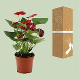 Flamingoplant / Anthurium – ↕36cm – ⌀12cm