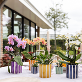 Kolibri Orchids | oranje Phalaenopsis orchidee potmaat Ø9cm | Jamaica | bloeiende kamerplant - vers van de kweker