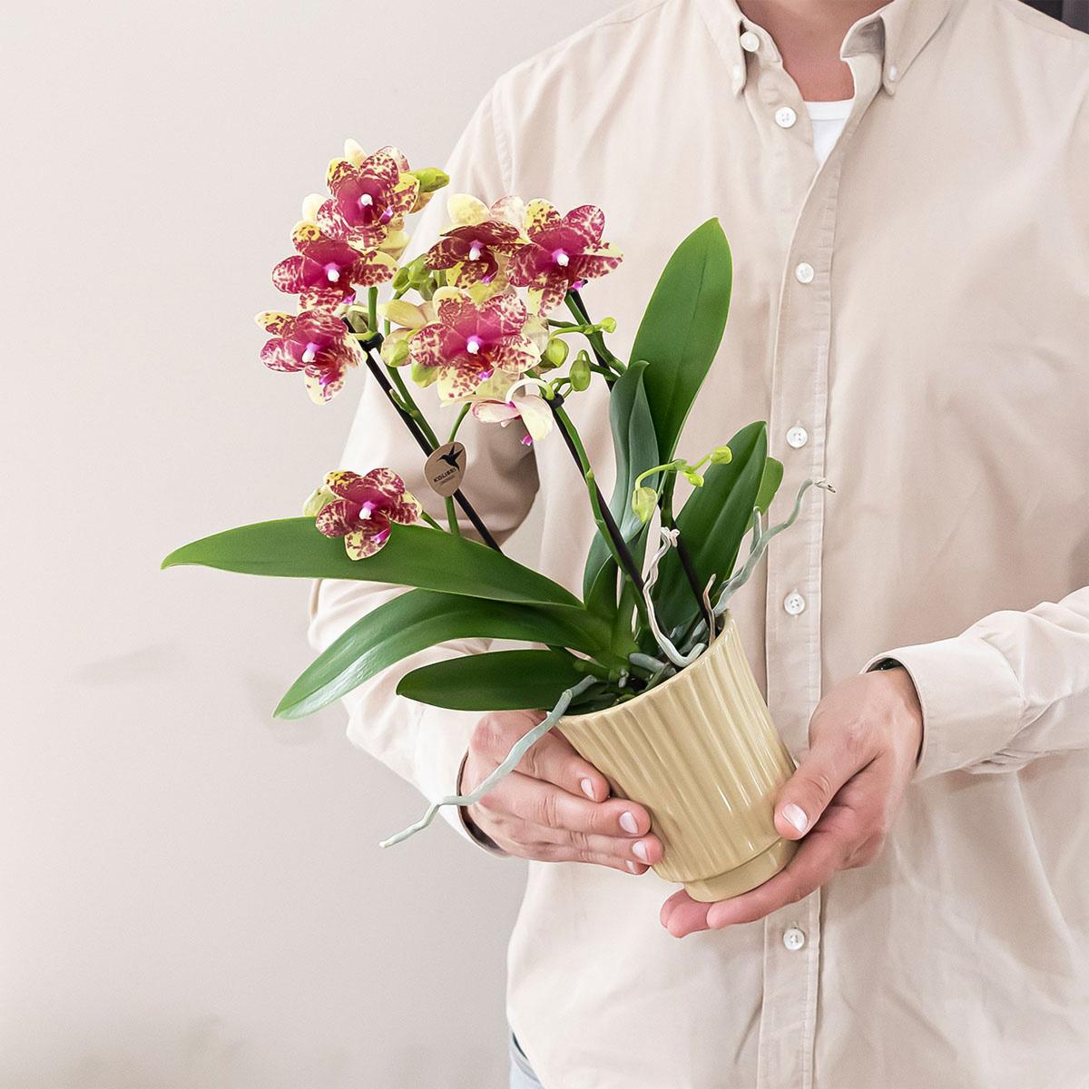 Kolibri Orchids | Oranje gele phalaenopsis orchidee potmaat Ø9cm | Grosseto | bloeiende kamerplant - vers van de kweker