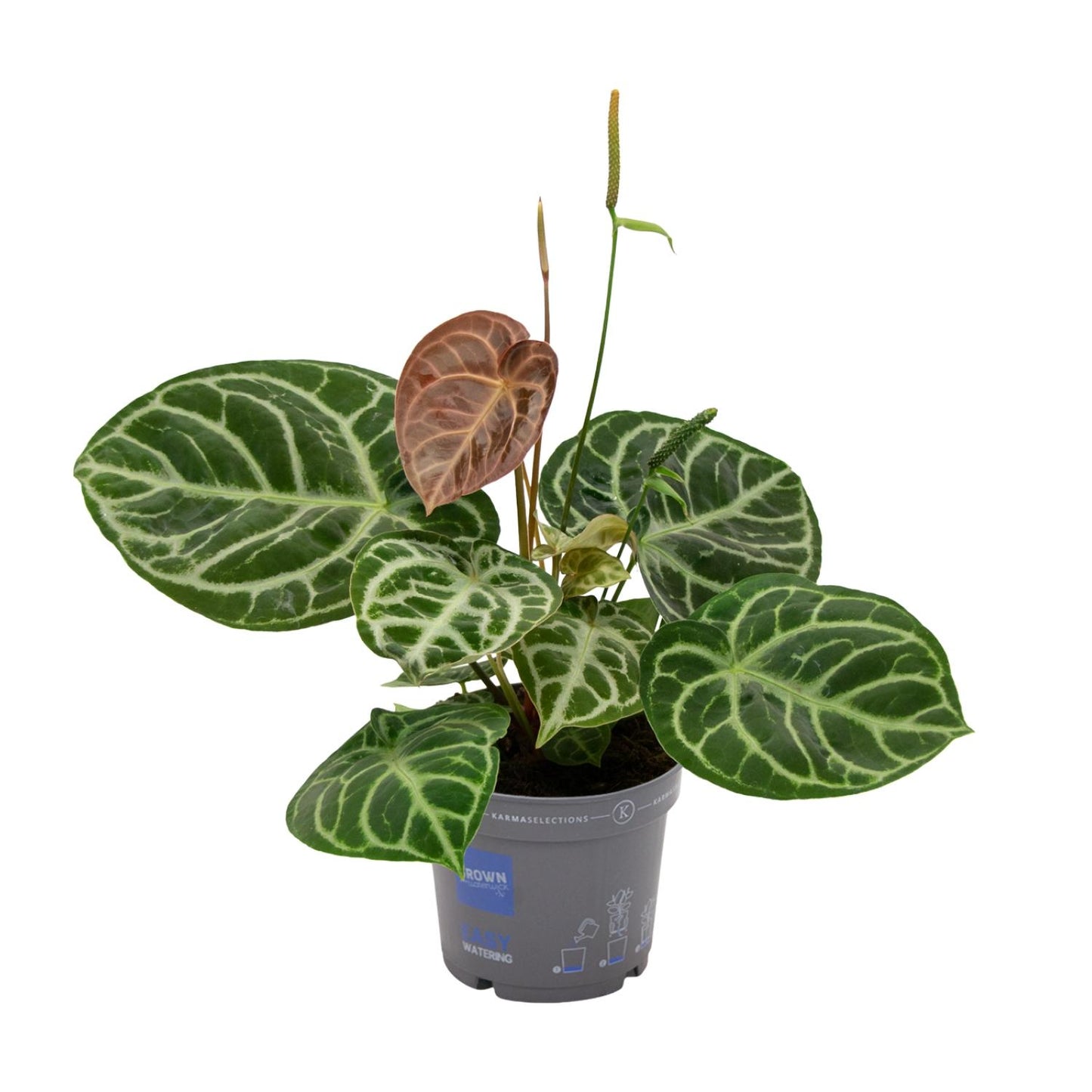 Flamingoplant / Anthurium – ↕40cm – ⌀17cm