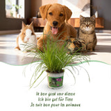 Cyperus alternifolius Zumula - Kattengras - Huisdiervriendelijke Plant - Groen - 1 Plant - met Potter Wit - Pot 12cm - Hoogte 20cm