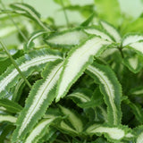 Pteris cretica Albolineata - Lintvaren - Huisdiervriendelijke Plant - Groen - 1 Plant - met Potter Grijs - Pot 12cm - Hoogte 20cm