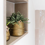 Kolibri Company - Planten set Groove goud | Set met witte Phalaenopsis orchidee Amabilis Ø9cm en groene plant Succulent Aloe Brevifolia Ø6cm  | incl. gouden keramieken sierpotten