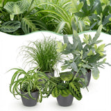 Chlorophytum - Cyperus - Phlebodium - Marantha - Mix van 4 - Huisdiervriendelijke Planten - Groen - 4 Planten - met Potter Grijs - Pot 12cm - Hoogte 25cm