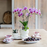 Kolibri Orchids | Gift Set Horizon Wit - Witte Phalaenopsis Orchidee Blossom Zurich & Succulent
