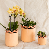 Kolibri Orchids | gele Phalaenopsis orchidee - Lima - potmaat Ø9cm | bloeiende kamerplant - vers van de kweker