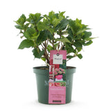 Hortensia - Hydrangea Magical Green Fire - Roze Groen - 6-10 Bloemen - Pot 23cm Hoogte 55cm