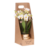 Kolibri Orchids | Witte Phalaenopsis Orchidee - Blossom Lausanne in Allure Shiny Sierpot Goud met Giftbox - Ø9 cm