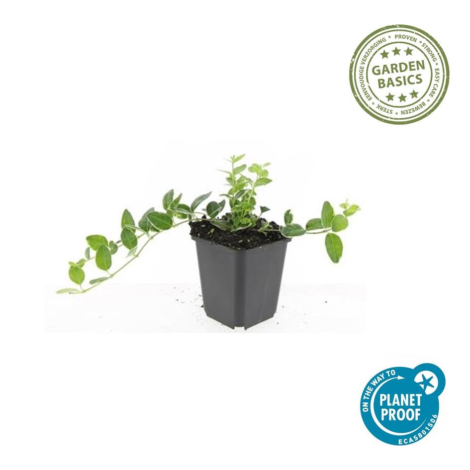 40x Vinca minor 'Ralph Shugert' - ↕10-25cm - Ø9cm