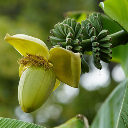 Green boutiQ - Fruitplant - Bananen plant - Musa Basjoo - Winterhard - 2 planten - Pot 12cm Hoogte 30cm