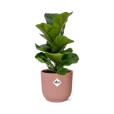 Ficus Lyrata ‘Bambino’ in ELHO Vibes Fold 14cm roze