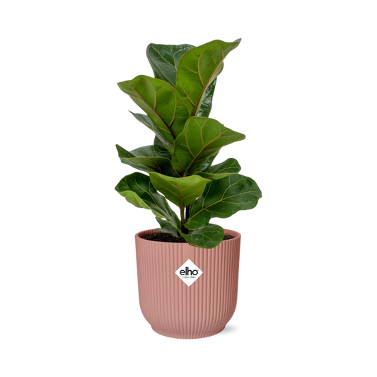 Ficus Lyrata ‘Bambino’ in ELHO Vibes Fold 14cm roze