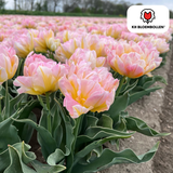 Bulbes de tulipes Password – 20 pièces | KH Bloembollen® | Tulipe rose à fleurs doubles – Pleine, douce et romantique – Pour jardin ou pot – Taille 11/12 – Frais du producteur