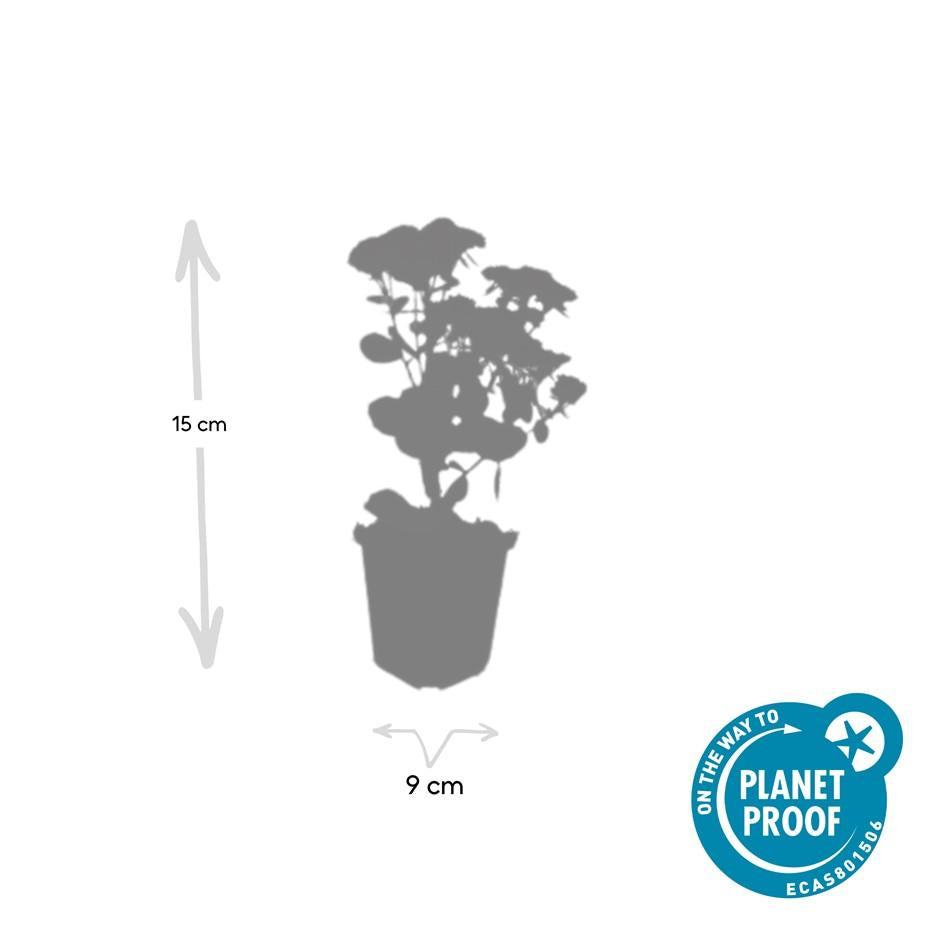 48x Sedum 'Herbstfreude' - ↕10-25cm - Ø9cm