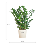 Zamioculcas Zamiifolia avec pot Viber blanc - 80cm - Ø21