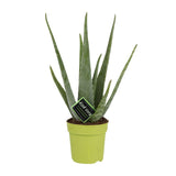 Aloe Vera / Aloe barbadensis – ↕45cm – ⌀12cm – in pot