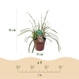 Green boutiQ - Siergrassen - Carex morrowii Ice Dance  - Wit & Groen - 4 Planten - Bladhoudend - Weinig Onderhoud - Pot 17cm Hoogte 50cm