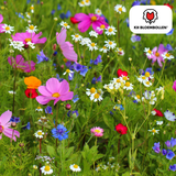 Mélange de Graines de Fleurs Sauvages – 100 grammes | Bon pour les Abeilles, Papillons & la Biodiversité | ± 30–50 m²