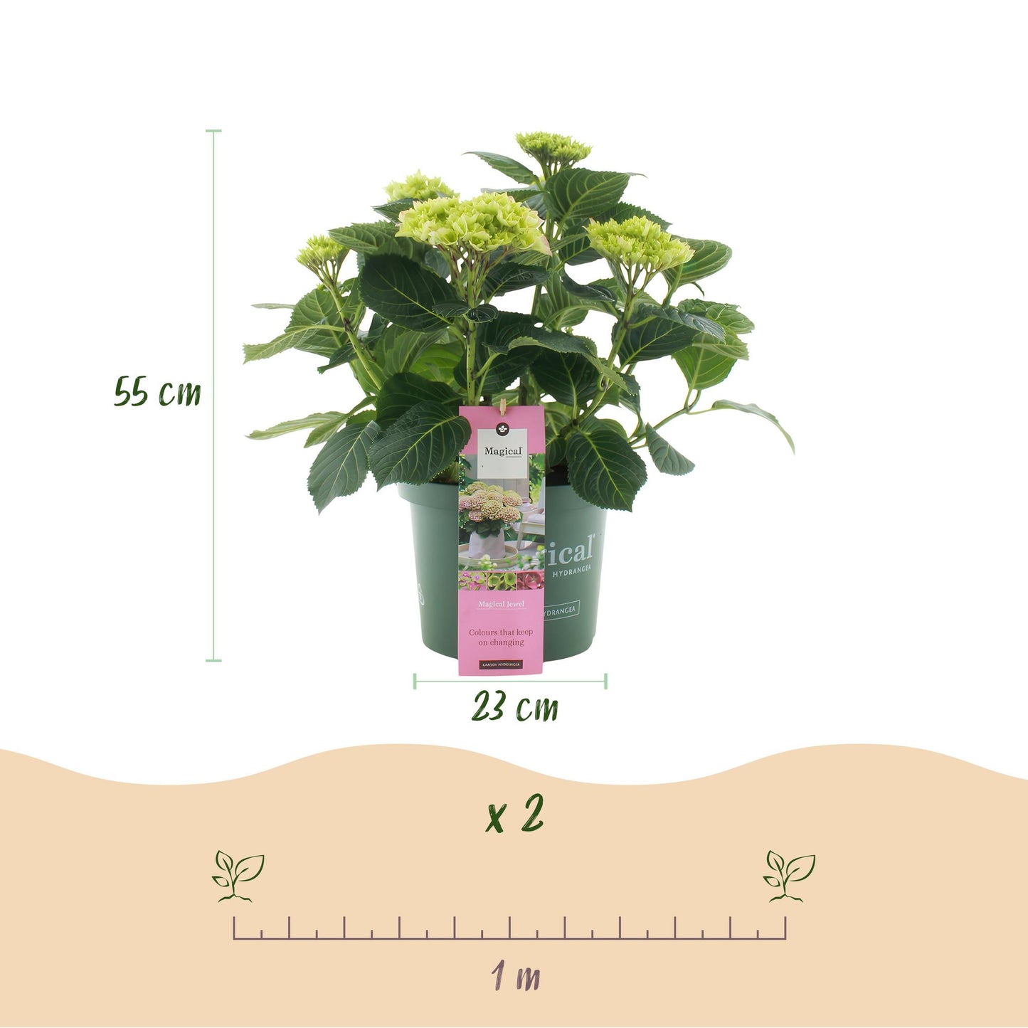 Hortensia - Hydrangea Magical Jewel Pink - Roze - 6-10 Bloemen - Pot 23cm Hoogte 55cm