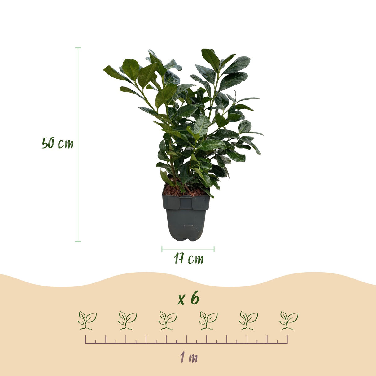 Green boutiQ - Haagplanten - Prunus laurocerasus Etna - blad groen - 6 planten - 1 strekkende meter - groenblijvend - pot 17cm hoogte 50cm