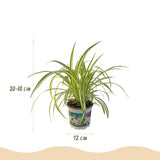Cyperus - Calissia - Chlorophytum - Mix van 3 - Huisdiervriendelijke Planten - Groen - 3 Planten - met Mand - Pot 12cm - Hoogte 20cm