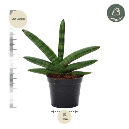 Sansevieria Skyline - 25 cm - ø10,5