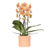 Kolibri Orchids | Niagara Falls orchidee Sunny Bunny met Poppy sierpot peach – potmaat Ø12 cm – vers van de kweker