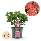 Green boutiQ - Terrasplant - Hortensia - Hydrangea Magical Green Fire - Roze Groen - 6-10 Bloemen - 2 Planten - Pot 23cm Hoogte 55cm