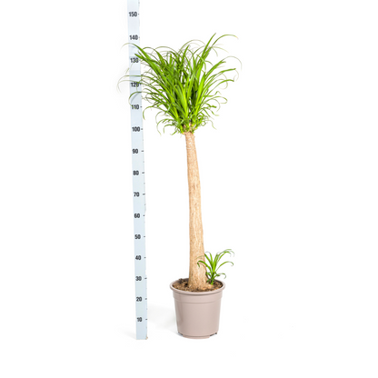 Olifantenpoot / Beaucarnea Recurvata Stam - ↕120cm - Ø27cm