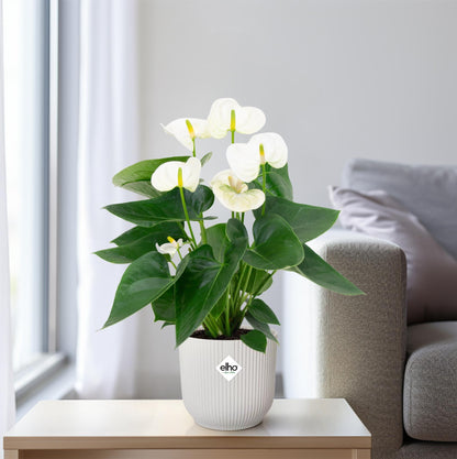 Flamingoplant / Anthurium – ↕43cm – ⌀12cm