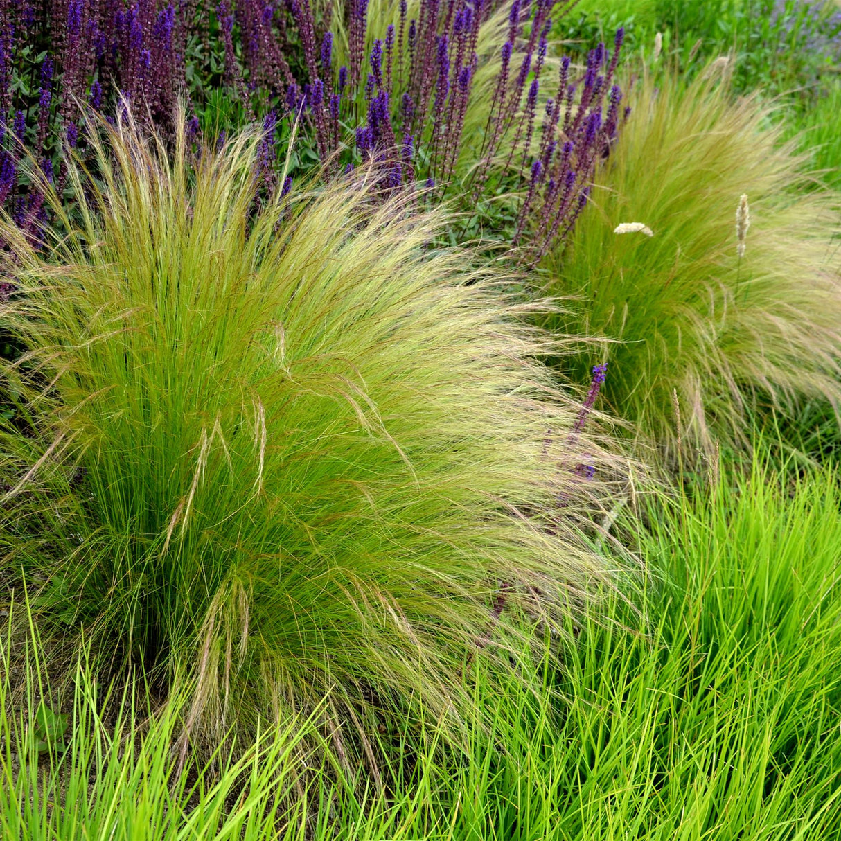Siergrassen - Stipa tenuifolia Pony Tails - Groen - 2 Planten - Bladhoudend - Weinig Onderhoud - Pot 17cm Hoogte 50cm