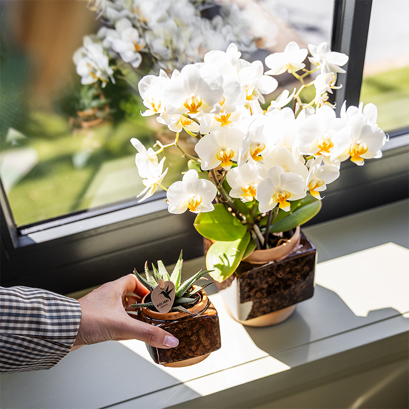 Kolibri Home | Pot décoratif Classy Cube - Ø6cm