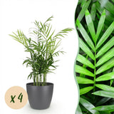 Chamaedorea elegans - Goudpalm - Huisdiervriendelijke Plant - Groen - 4 Planten - met Potter Grijs - Pot 12cm - Hoogte 15cm