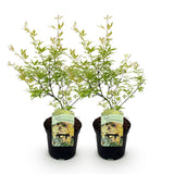 Green boutiQ - Terrasplant - Japanse Esdoorn - Acer palmatum Methamorphosa - Groen - 2 Planten - Bladverliezend - Pot 19cm Hoogte 70cm