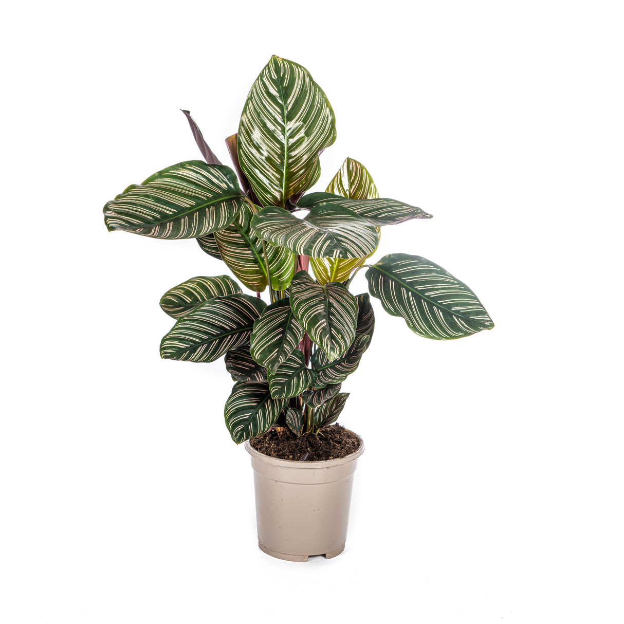 Slaapplant / Calathea ornata – ↕45cm – ⌀17cm
