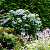 Green boutiQ - Terrasplant - Hortensia - Hydrangea Magical Revolution Blue - Blauw - 6-10 Bloemen - 2 Planten - Pot 23cm Hoogte 55cm