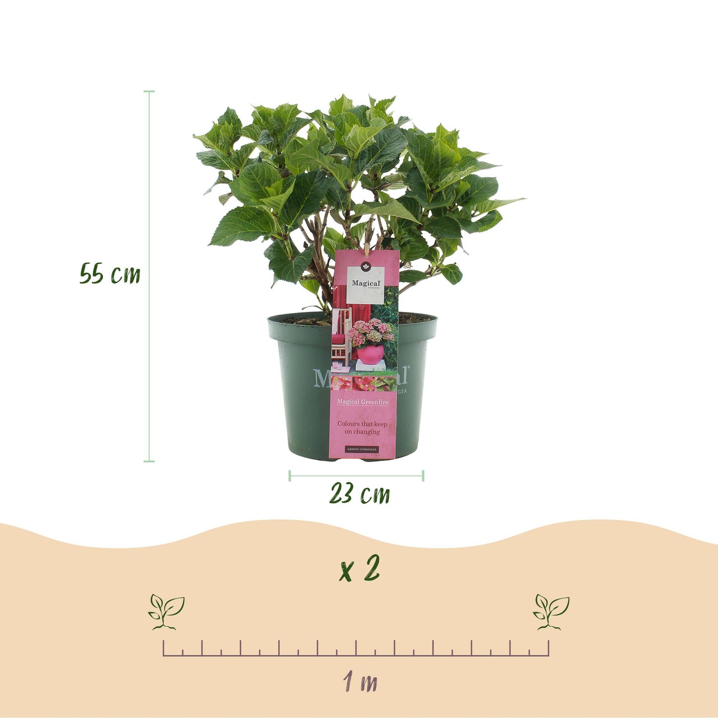 Hortensia - Hydrangea Magical Green Fire - Roze Groen - 6-10 Bloemen - Pot 23cm Hoogte 55cm