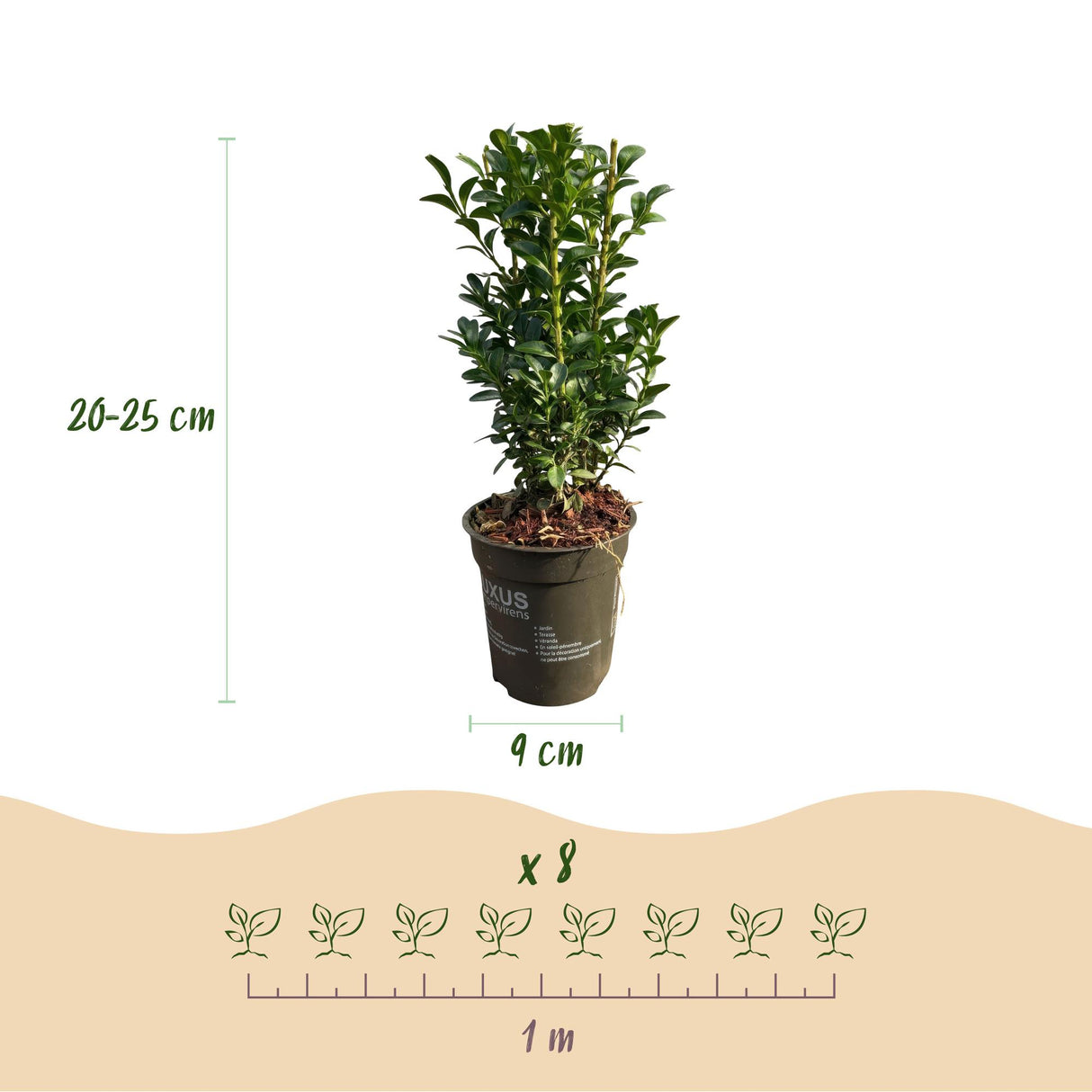 Green boutiQ - Haagplanten - Buxus sempervirens -  blad groen - 8 planten - 1 strekkende meter - groenblijvend - pot 9cm hoogte 20-25cm