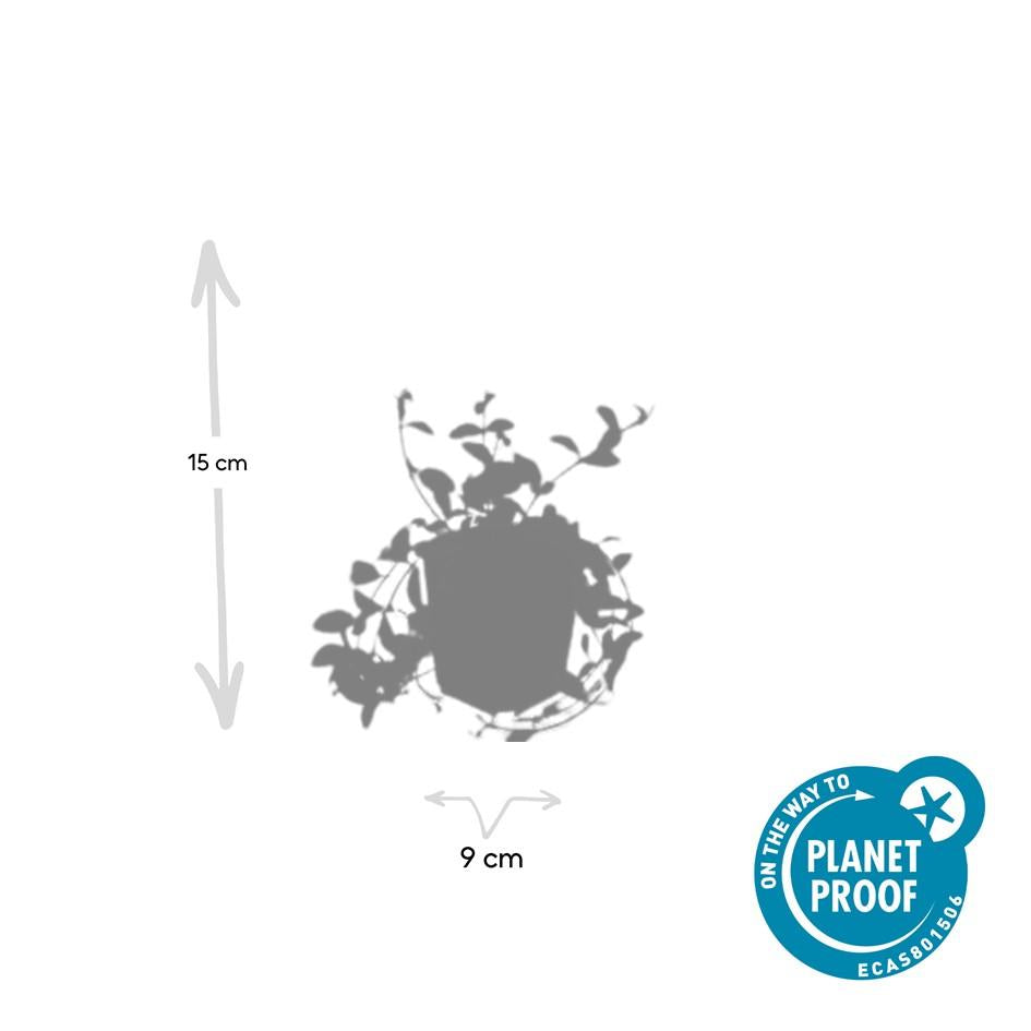 48x Vinca minor 'Aureovariegata' - ↕10-25cm - Ø9cm