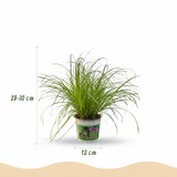 Cyperus alternifolius Zumula - Kattengras - Huisdiervriendelijke Plant - Groen - 4 Planten - met Potter Grijs - Pot 12cm - Hoogte 20cm