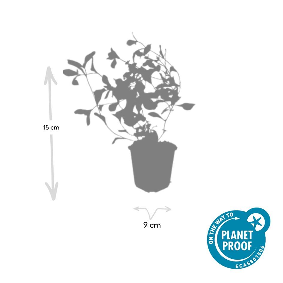 48x Ceratostigma plumbaginoides  - ↕10-25cm - Ø9cm